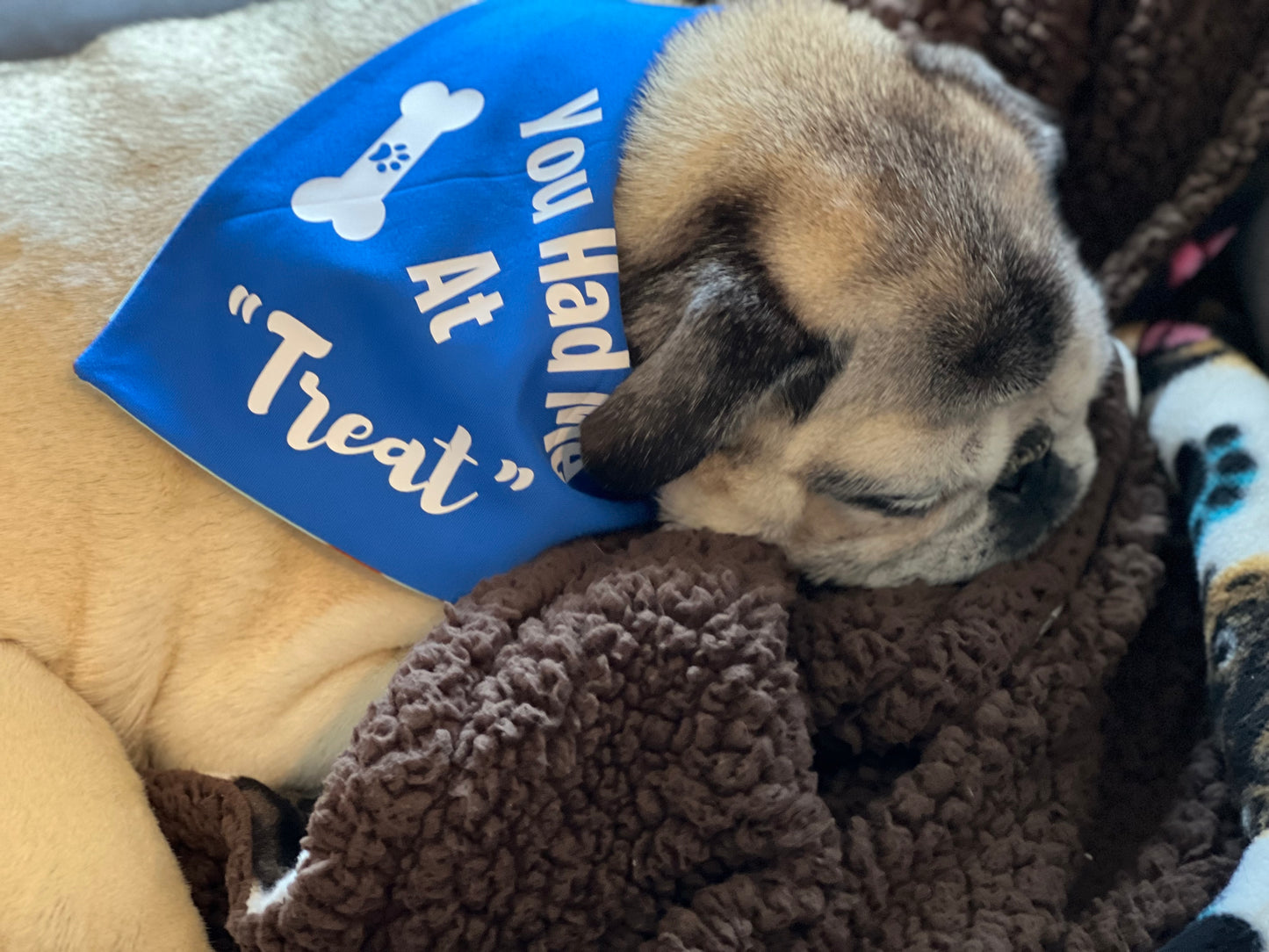 Donut Float - You Had Me-Blue - Reversible Pet Bandana